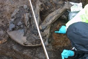 Cashel Man. A recent discovery of a Bog Body in Co. Laois. By Sean Murray - Laois Heritage Society