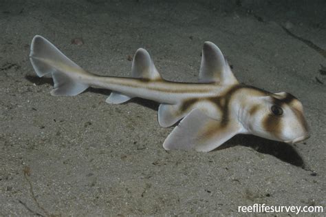 Heterodontus Portusjacksoni Port Jackson Shark