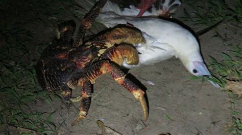 Coconut Crabs Eat Birds In Rarely Seen Predation Study Finds