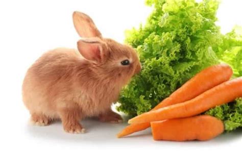 Conoces la alimentación de un conejo