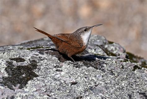 Canyon Wren: Field Guide, Pictures, Habitat & Info - Optics Mag