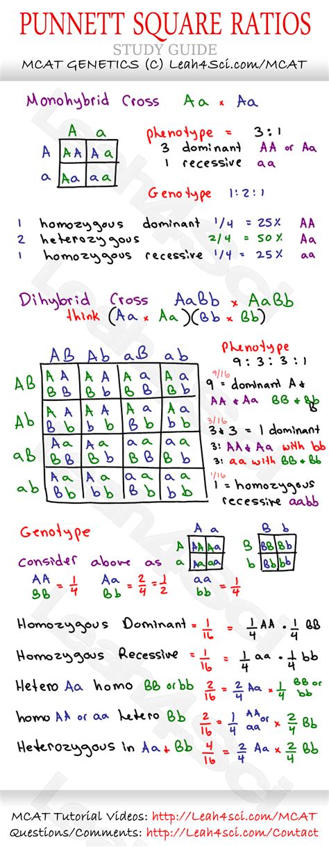 Genetic Diagram Punnett Square