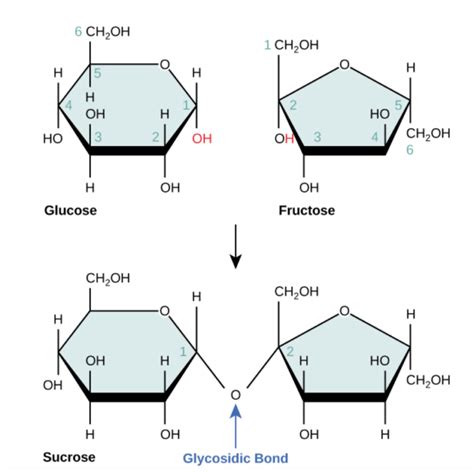 Difference Monosaccharide, Disaccharide, Polysaccharide