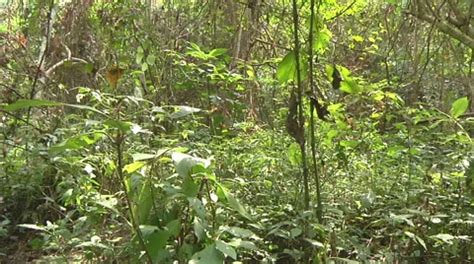 Plants In The Jungle Luang Prabang Lao Stock Video Pond