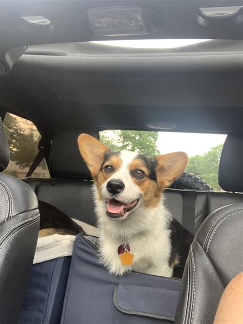 Happy National Welch Corgi Day From Toby R Corgi