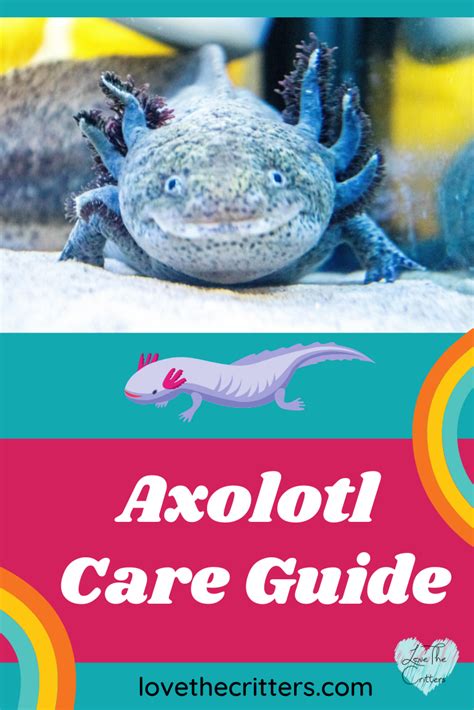 Axolotl care guide – Artofit