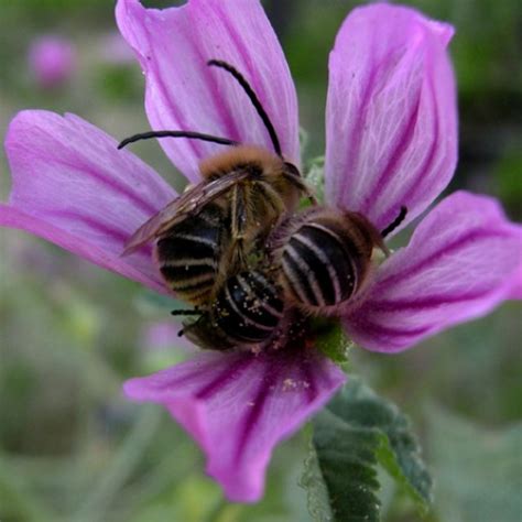 les 1000 espèces d Abeilles sauvages en France Yannick Lemesle