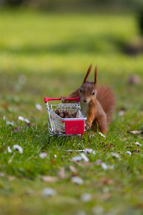 A Squirrel Is Pushing A Shopping Cart With Food In It Photo Free