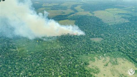 Cinco Datos Para Entender La Gravedad De Los Incendios En La Amazonia WWF