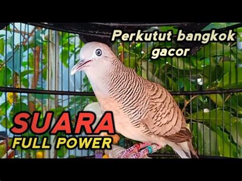 Perkutut Bangkok Gacor Suara Full Power Paling Ampuh Untuk Pancingan