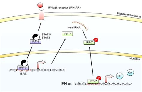 Ifnαβ Signalling After Secretion Ifnαβ Bind To The Ifnαβ Receptor Download Scientific