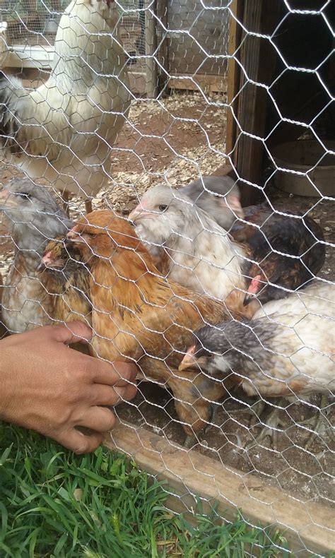 These Are My Month Old Ameraucana Easter Egger Pullets Backyard