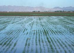 Basin irrigation • Integrated Water Resource Management - from ...