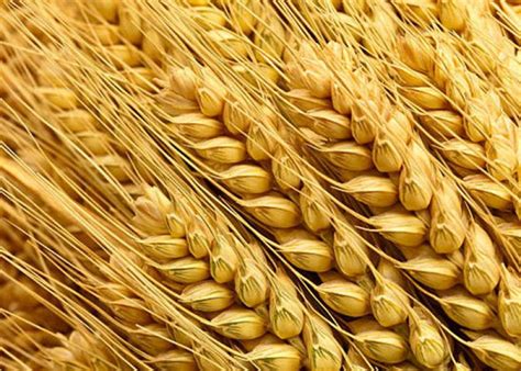 SovEcon Raises 2022 23 Russian Wheat Export Forecast AgWeb