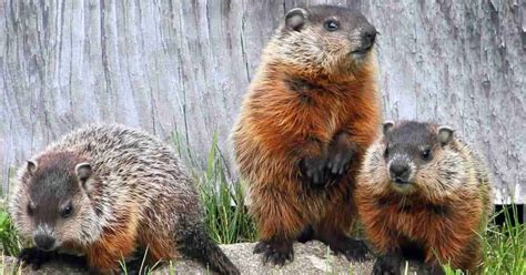 Groundhog Behavior - AnimalBehaviorCorner