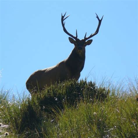 Fiordland Wapiti Herd