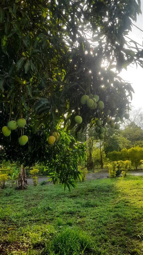 mango season mango field mango forest mango farm background