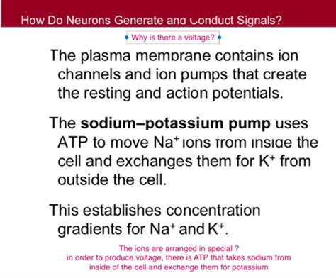 Action Potential Flashcards Quizlet