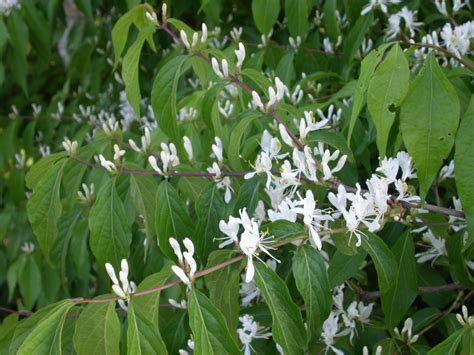 Lonicera Maackii Amur Or Bush Honeysuckle Mustila