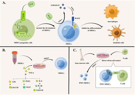 Tnf Signaling Promotes The Accumulation Of Mdscs In Multiple Ways A