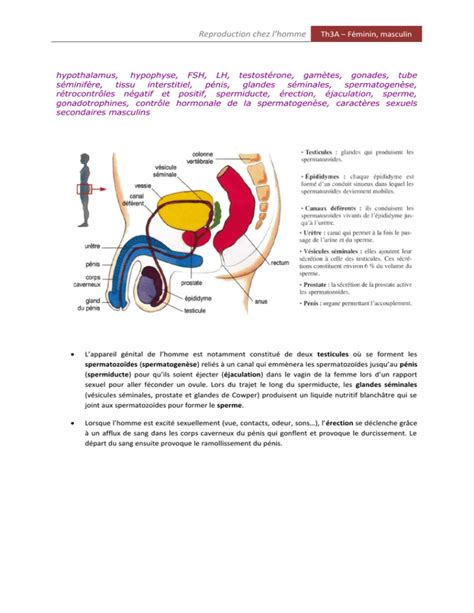 Reproduction Chez L Homme