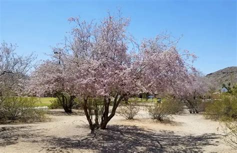 What is Desert Ironwood – What is it Used For?