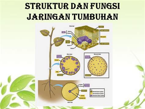 Soal Biologi Kelas 8 Struktur Dan Fungsi Tumbuhan