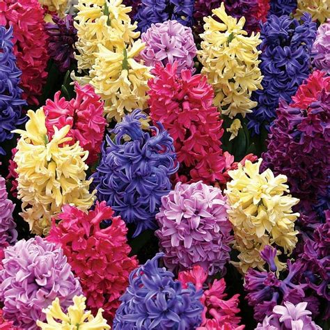 Fragrant Specialty Flower Bulbs White Flower Farm