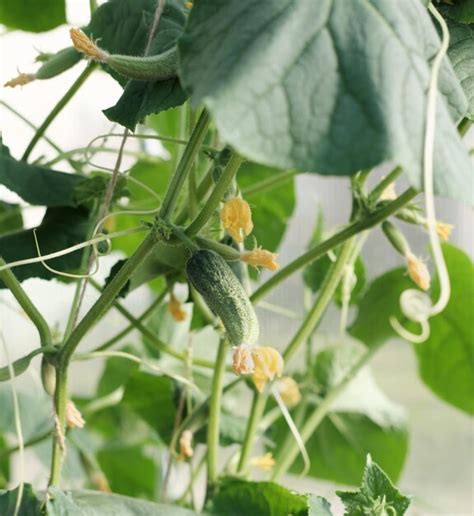 Pepino verde fresco que crece en el jardín pepino de plantas jóvenes