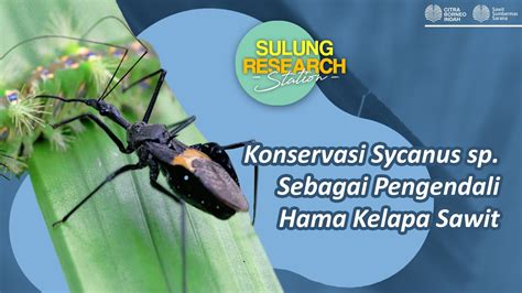 Sycanus Predator Alami Hama Kelapa Sawit Youtube