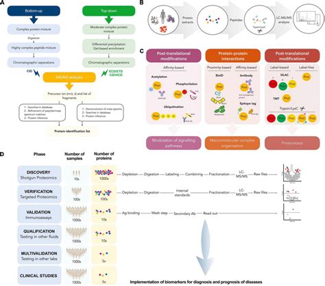 A Work Flow Followed In Bottom Up And Top Down Proteomics B A