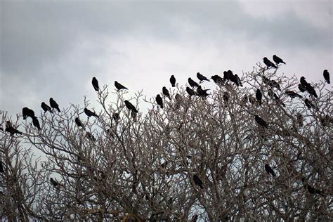 Why Do Crows Flock in Large Numbers? - Geography Realm