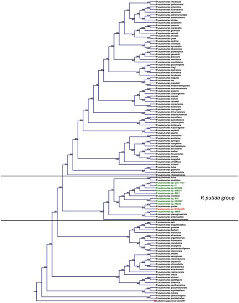 Pseudomonas Phylogenetic Tree A Phylogenetic Tree Of Different