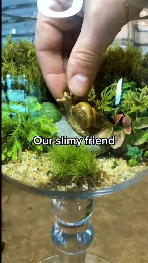 Creating a Snail Terrarium | Terrarium plants, Plants in jars, Plants