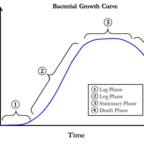 3. A typical bacterial growth curve showing the four stages of growth ...