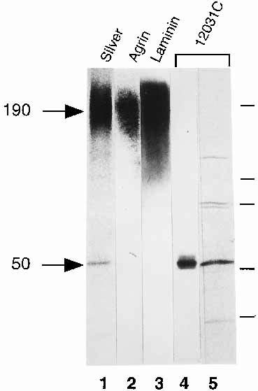 Binding Of Anti Dystroglycan Antibodies Agrin And Laminin To Purified