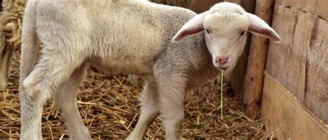 Small Ruminant Webinar Series Livestock