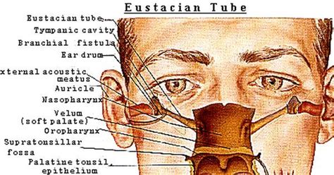 Anatomy Of Eustachian Tube