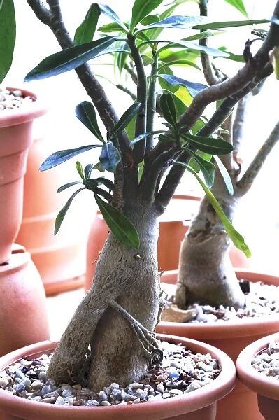 Desert Rose Adenium Obesum Our Beautiful Wall Art And Photo Gifts