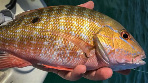 Florida Keys Patch Reef Mutton Snapper The Intrepid Angler