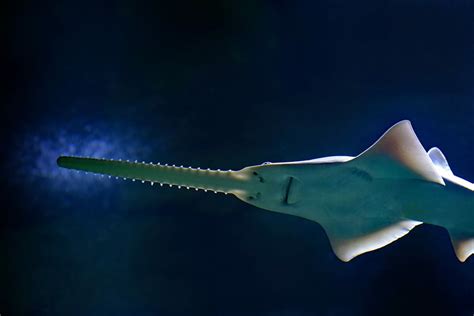 Sawshark 1080P, 2K, 4K, 5K HD wallpapers free download | Wallpaper Flare