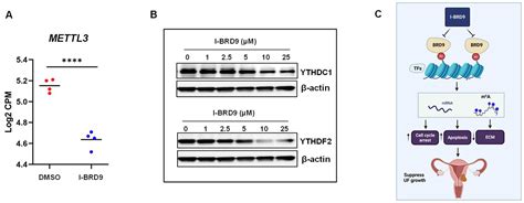 Ijms Free Full Text Bromodomain Containing Protein 9 Regulates