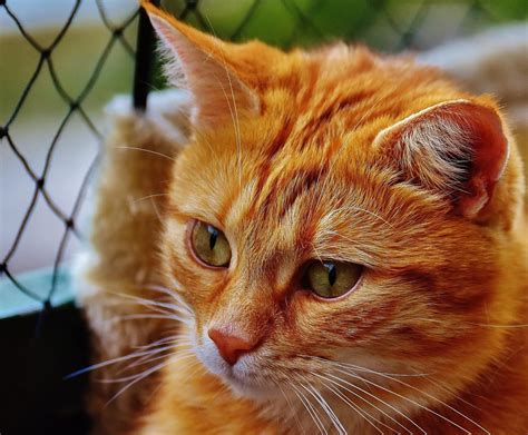 Imagen Gratis Gato Piel Lindo Animal Ojo Retrato Gris Macro