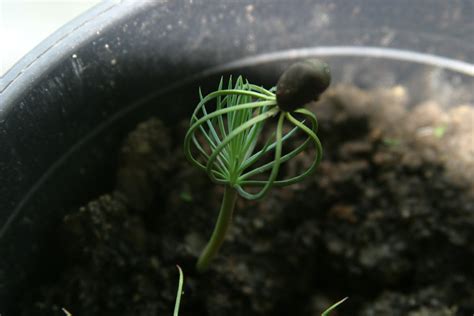 pinyon pine pinus edulis pinyon pine dutch treeguide  wwwbomengids