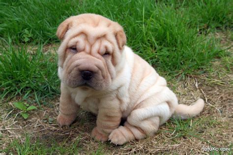 Sharpei Viewing Gallery