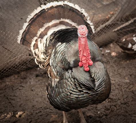 Turkey on the farm | Stock image | Colourbox