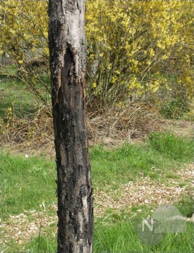 Schwarzer Rindenbrand schädigt Obstbäume Taunus Nachrichten