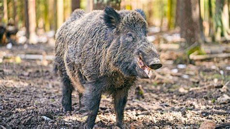 Kulmbach Wildschweine auf dem Rückzug Kulmbach Frankenpost