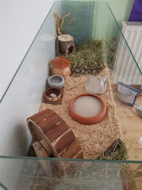 Hamster Cage Ideas For Your Hamster Setup Artofit