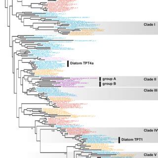 Phylogeny Of Tpt Homologues In Red Algae And Lineages With Red